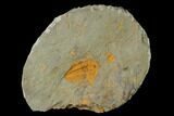 Hamatolenus Trilobite With Pos/Neg - Tinjdad, Morocco #138634-2